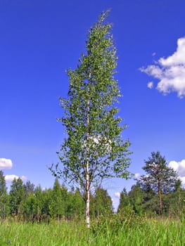 birch on background blue sky