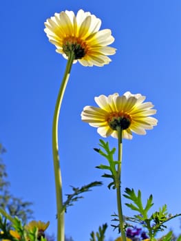 chrysanthemums on background blue sky
