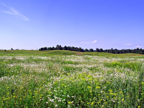 field near wood