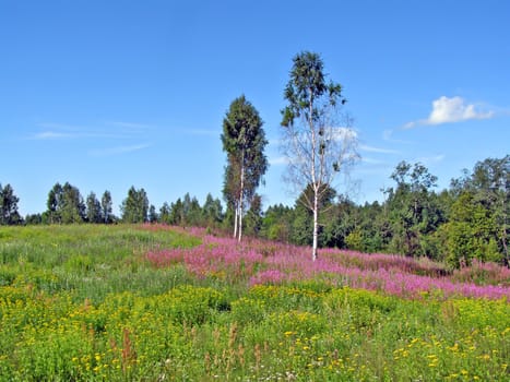 meadow near wood