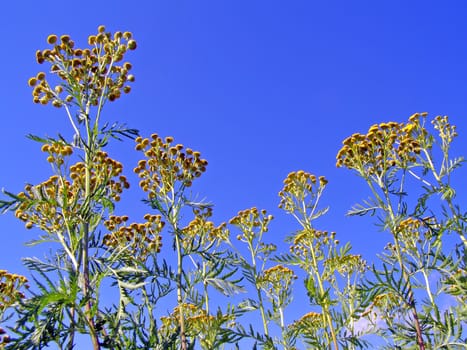 yellow flowerses on background blue sky