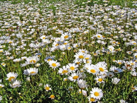 daisywheels on field