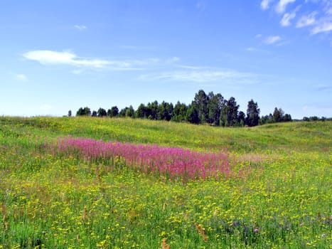 lilac flowers on field