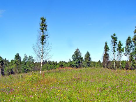 meadow near wood