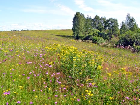 meadow near wood