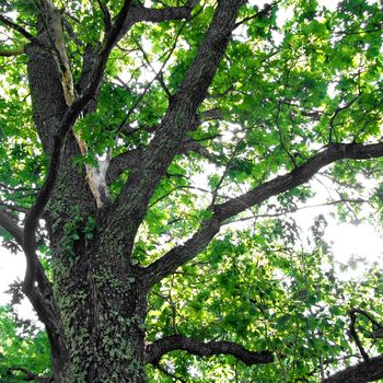 branch of the oak
