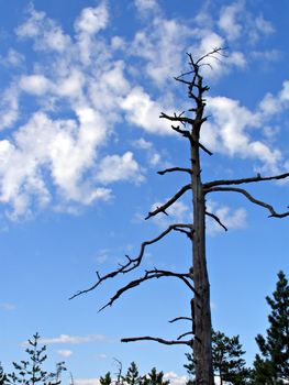 dry tree on background blue sky