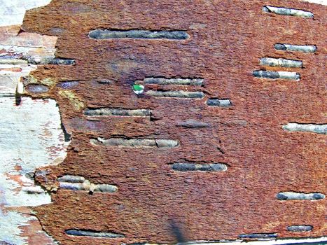 texture of the cortex of the birch