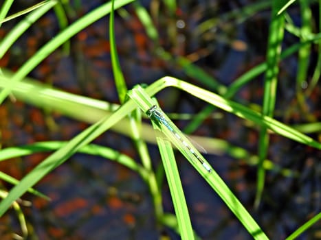 dragonfly on herb