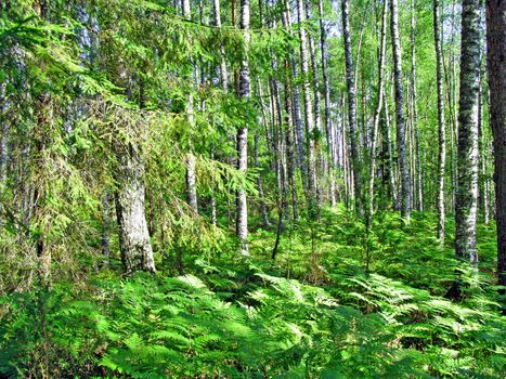 spring wood
