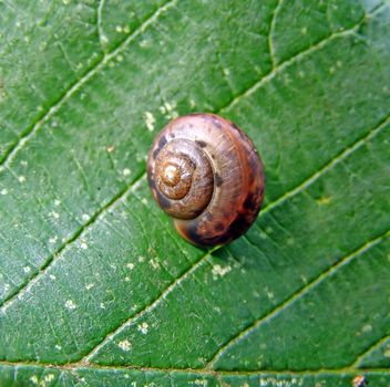 snail on green sheet tree