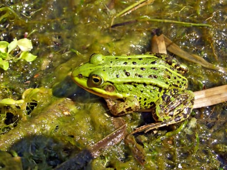 frog in marsh