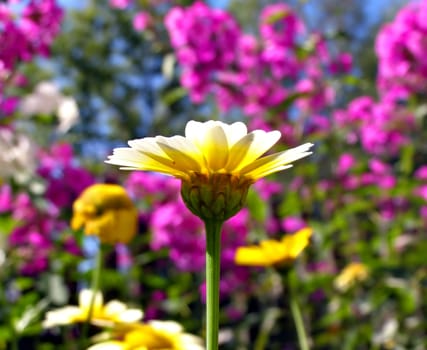 chrysanthemum