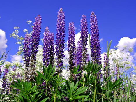 lupines on field