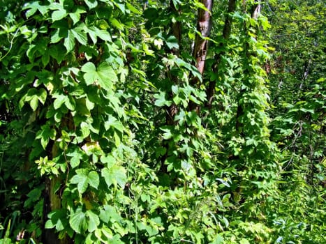 old tree amongst green sheet