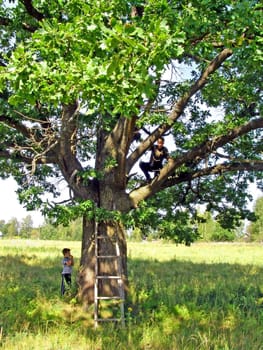 oak on field