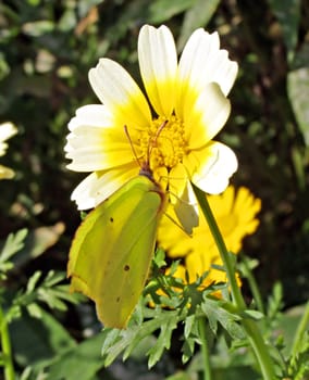 chrysanthemum