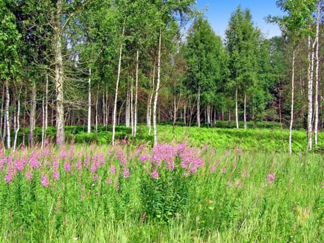 mauve flowerses near wood