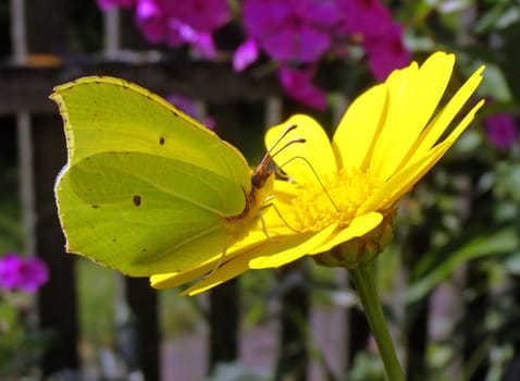 butterfly on flower