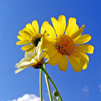 chrysanthemums on background blue sky