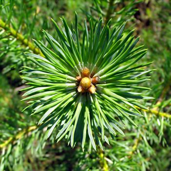 needles of the young pine