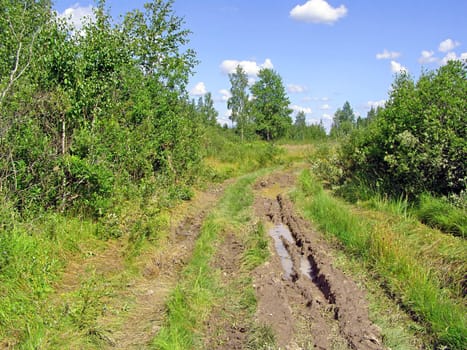 rural road in wood