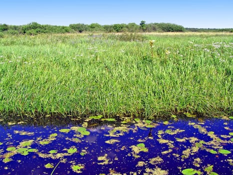 river on field