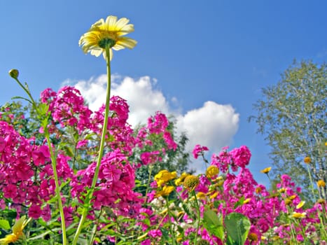 flowerses phloxes on background blue sky