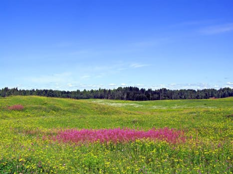 lilac flowers on field