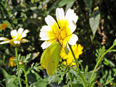 chrysanthemum