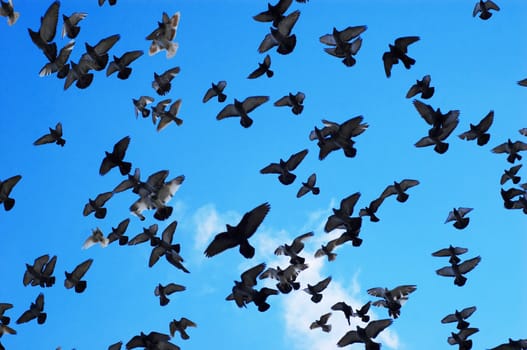 many flying pigeons on sky background