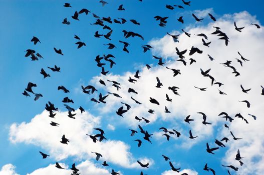 many flying pigeons on sky background