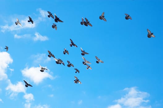 many flying pigeons on sky background