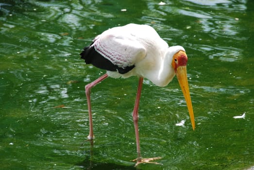Painted stork at a zoo