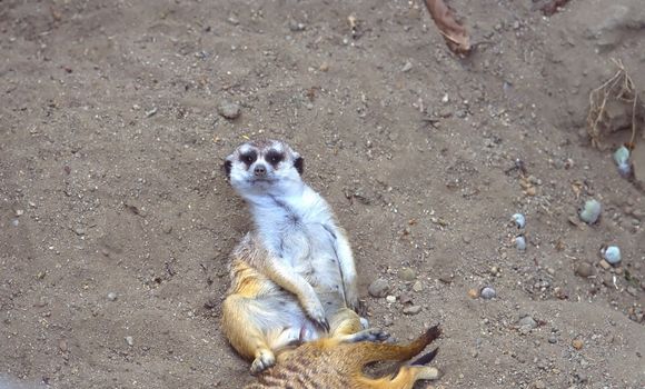 Meerkat or suricate Suricata suricatta is a small mammal and a member of the mongoose family.