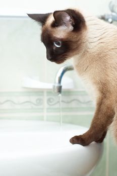 thirsty siamese cat in bathroom going to drink