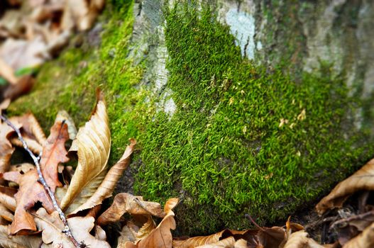 green moss on trunk, fallen oak leaves
