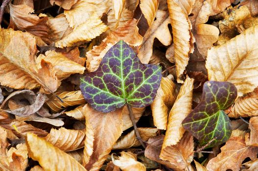 ivy grows thru fallen autumn tree leaves