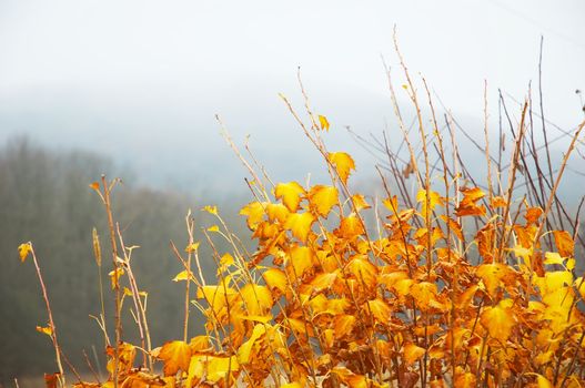bright yellow leaves on bush, misty backgrownd