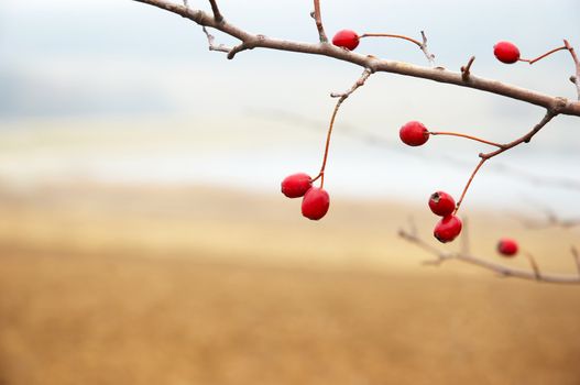 hawthorn branch with red berries, late autumn, shallow DOF