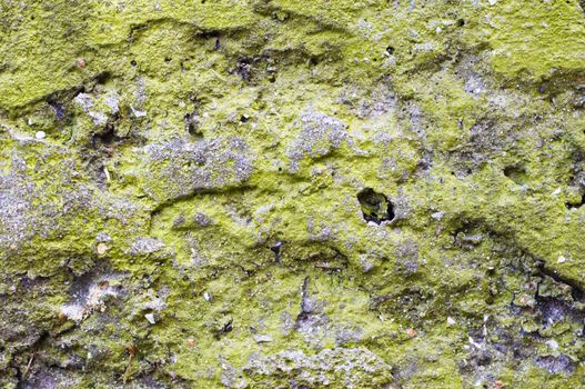 Green lichen on concrete slab. Grunge background