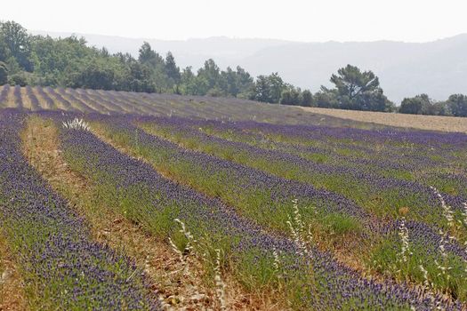 bei Rustrel, Lavendelfelder, Provence