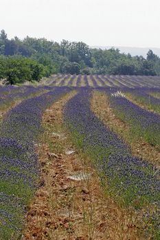 Lavender fields near Rustrel, Luberon, Provence, South France. Bei Rustrel, Lavendelfelder, Provence.