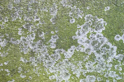 Green lichen on concrete slab. Grunge background.