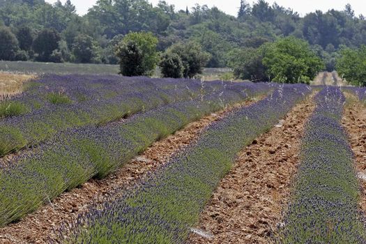 Lavender fields near Rustrel, Luberon, Provence, South France. Bei Rustrel, Lavendelfelder, Provence.