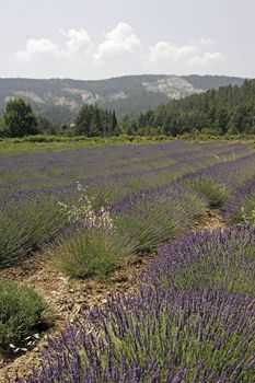 Lavender fields near Rustrel, Luberon, Provence, South France. Bei Rustrel, Lavendelfelder, Provence.