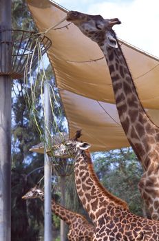 Giraffe (Giraffa camelopardalis) is an African even-toed ungulate mammal, the tallest of all land-living animal species, and the largest ruminant.