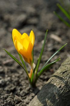 single yellow crocus grown on open ground