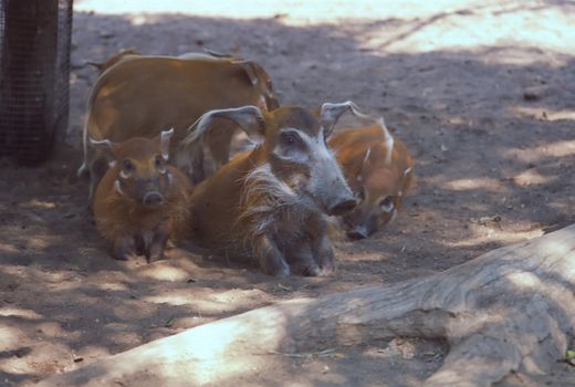 The Red River Hog (Potamochoerus porcus) also known as Bush Pig (but not to be confused with P. larvatus, common name "Bushpig"), is a wild member of the pig family that lives in the rainforests, mountains and brushes of Africa.
