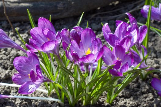 flower bed of violet crocuses grown on open ground